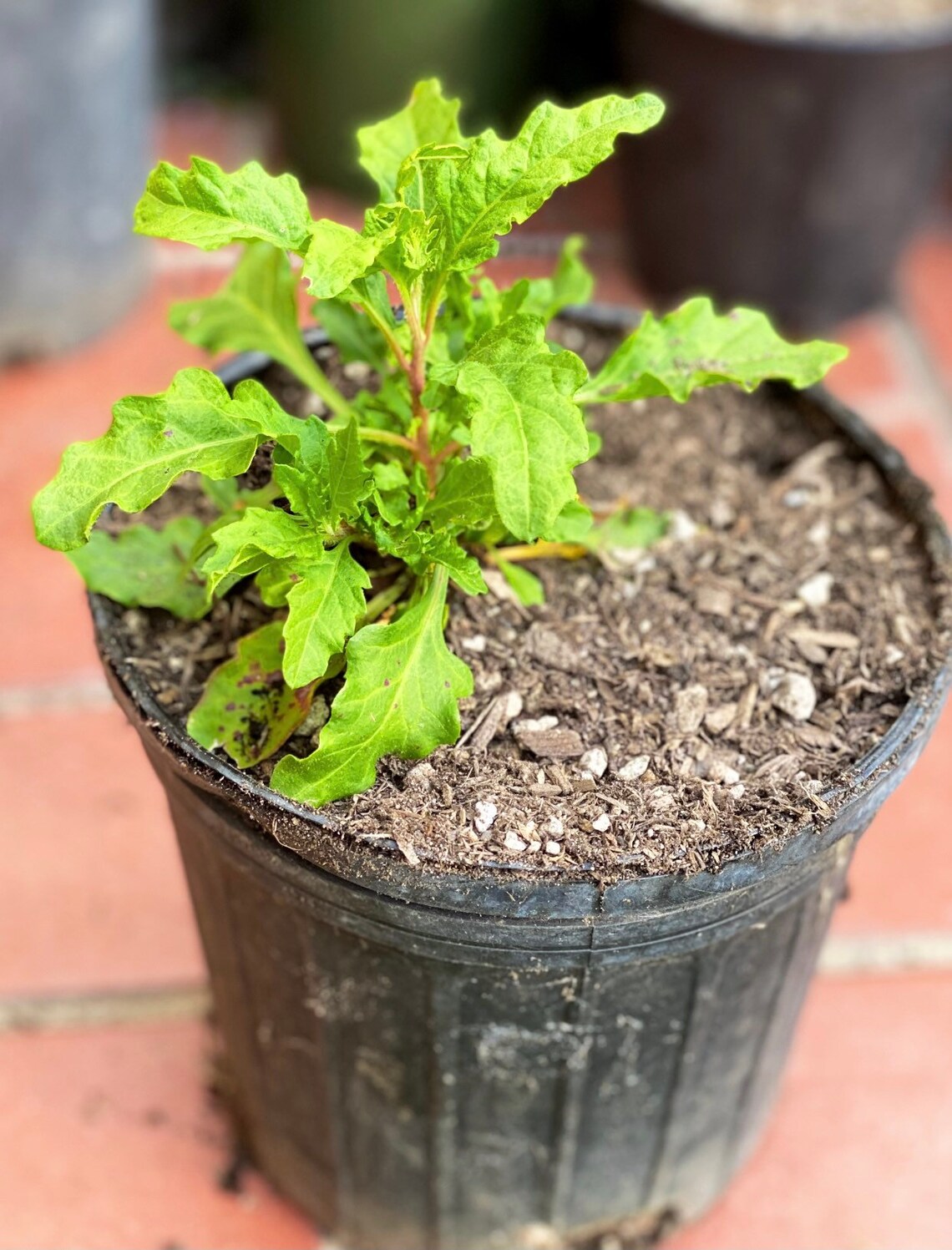 ONE GALLON Epazote Herb Live Plant Mexican Tea Medicinal Etsy