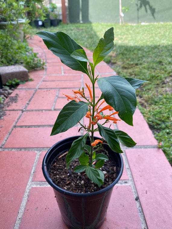 Muicle Mexican Honeysuckle Live Plant In Quart Container Etsy