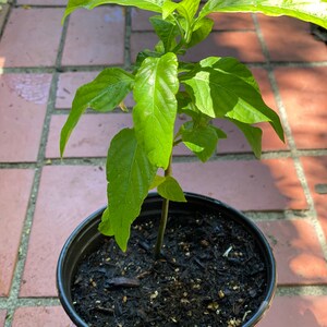 May include: A small green plant with dark green leaves growing in a black plastic pot. The plant is sitting on a brick patio.