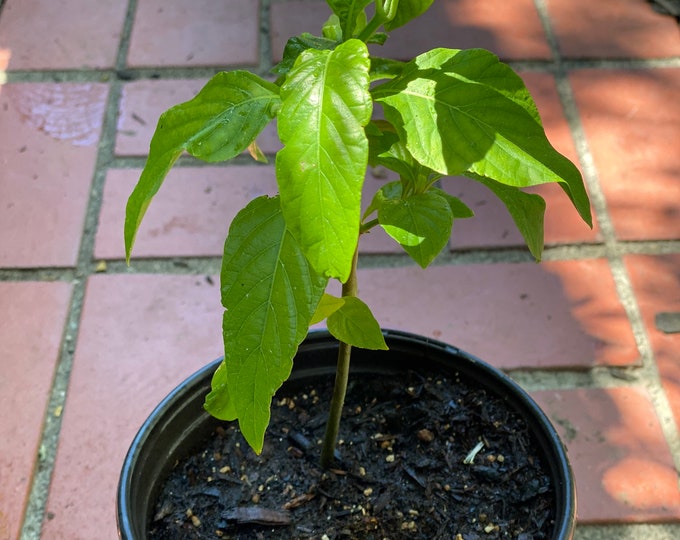 Muicle, Mexican Honey Suckle Large 1 Gallon Plant Container! Ships with pot- USPS Priority Mail "Justicia Spicigera"