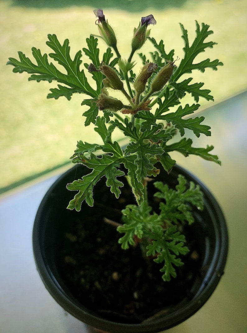 Mosquito Plant Citronella Scented Geranium Live Plant Etsy