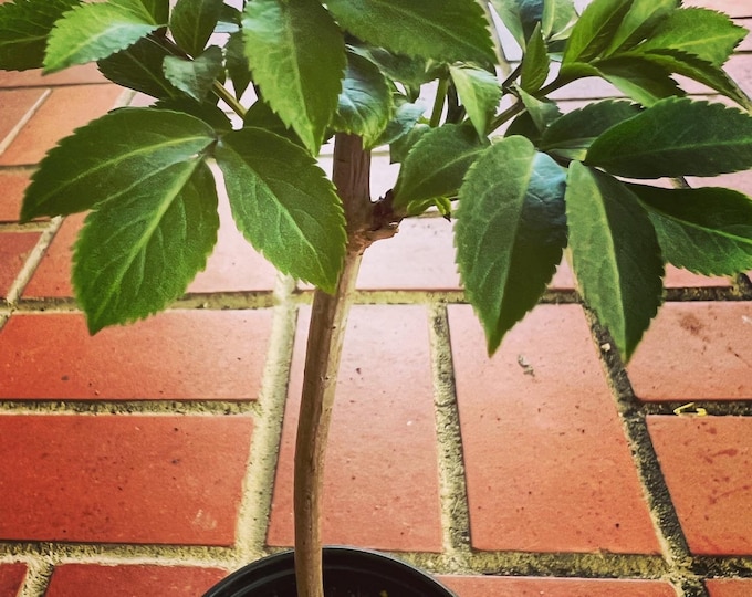 American Elderberry Plant - Sambucus canadensis - Live Plant in quart container