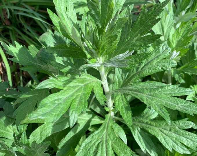 Mugwort- Estafiate- Artemisia Vulgaris CUTTINGS- 2 ounces of fresh organic cuttings