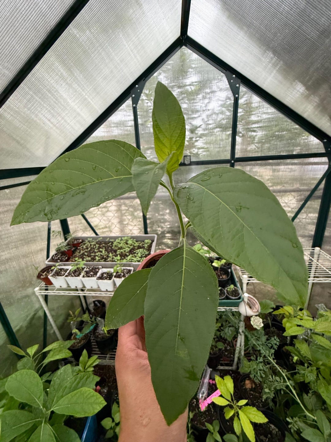 Muicle- Mexican Honeysuckle- Live Plant in Quart Container Justicia