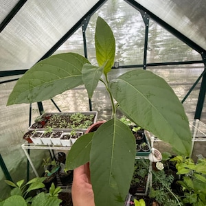 Muicle- Mexican Honeysuckle- Live Plant in Quart Container Justicia Spicigera - Starter Plant