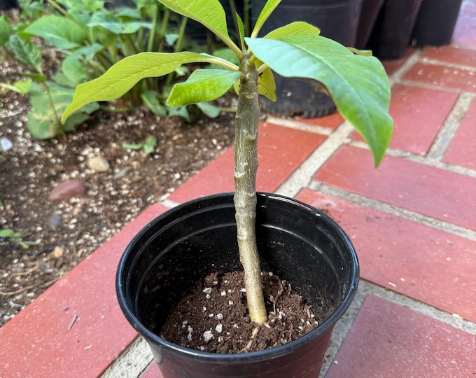 Plumeria seedling- limited stock unknown colors