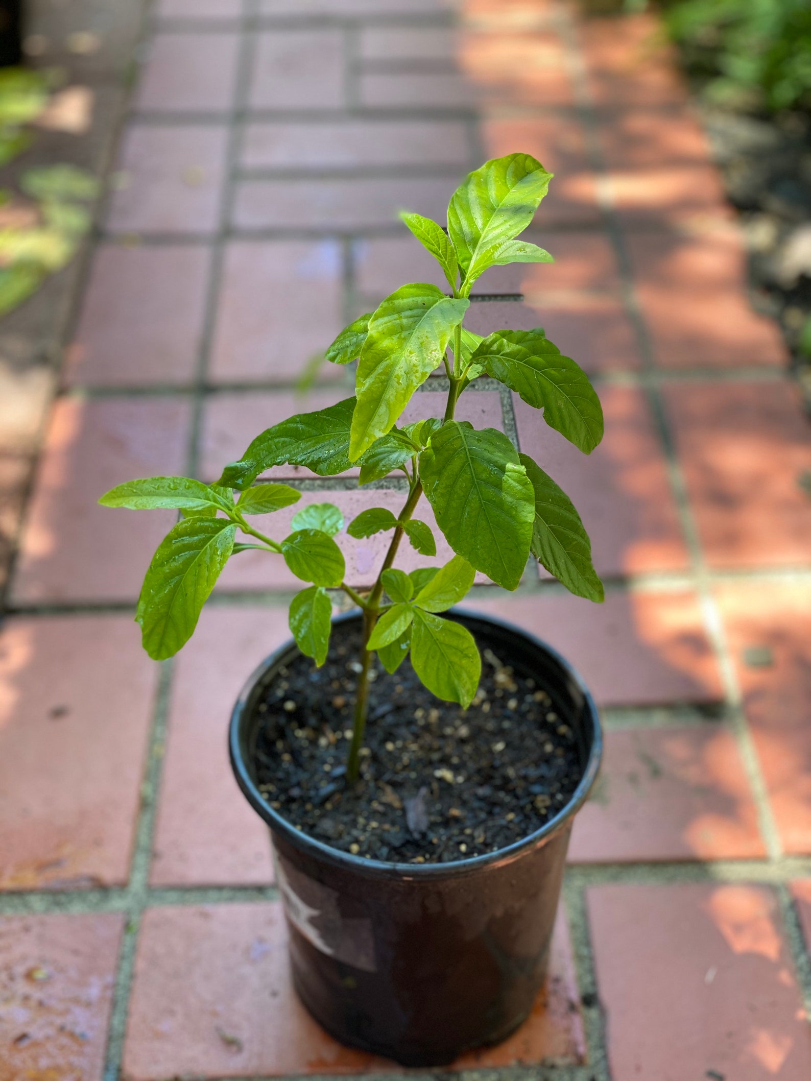 Muicle Mexican Honey Suckle Large 1 Gallon Plant Container Etsy
