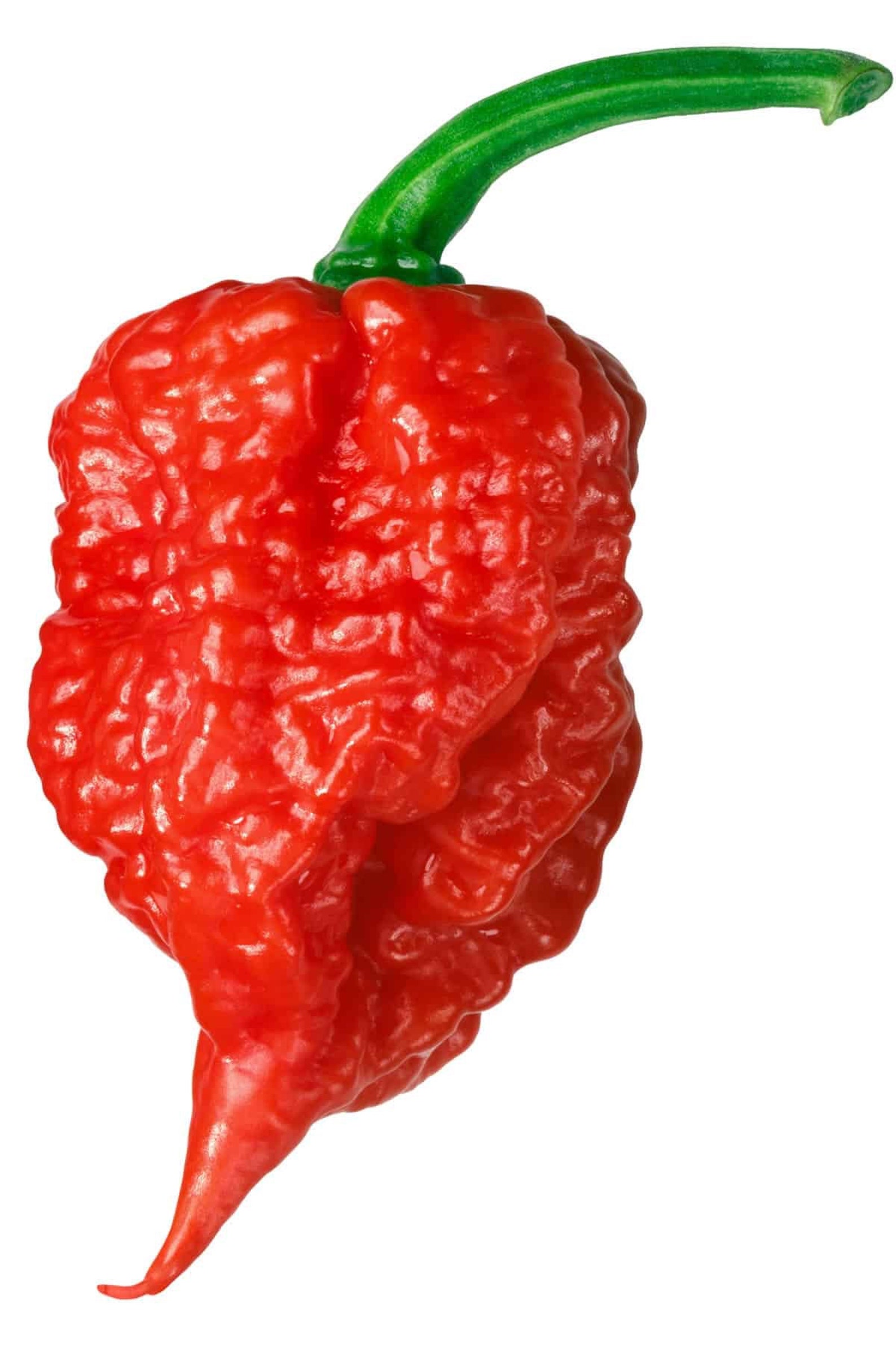 buy carolina reaper plant buy carolina reaper plant