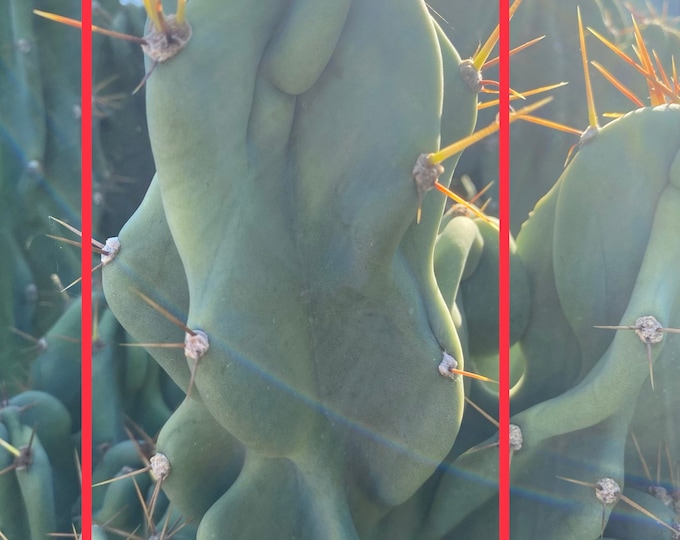 Peruvian Apple Cactus "Cereus Repandus" CUTTING, cut day of purchase and shipped same day! Thick cutting RARE VARIETY