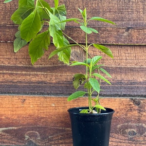Muicle- Mexican Honeysuckle- Live Plant in Quart Container Justicia