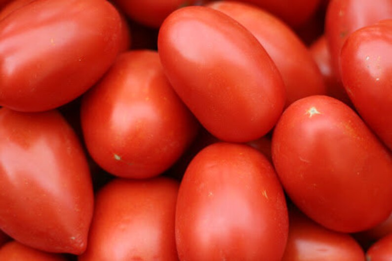 Fresh Roma Tomatoes 2 Pounds Free Shipping Etsy