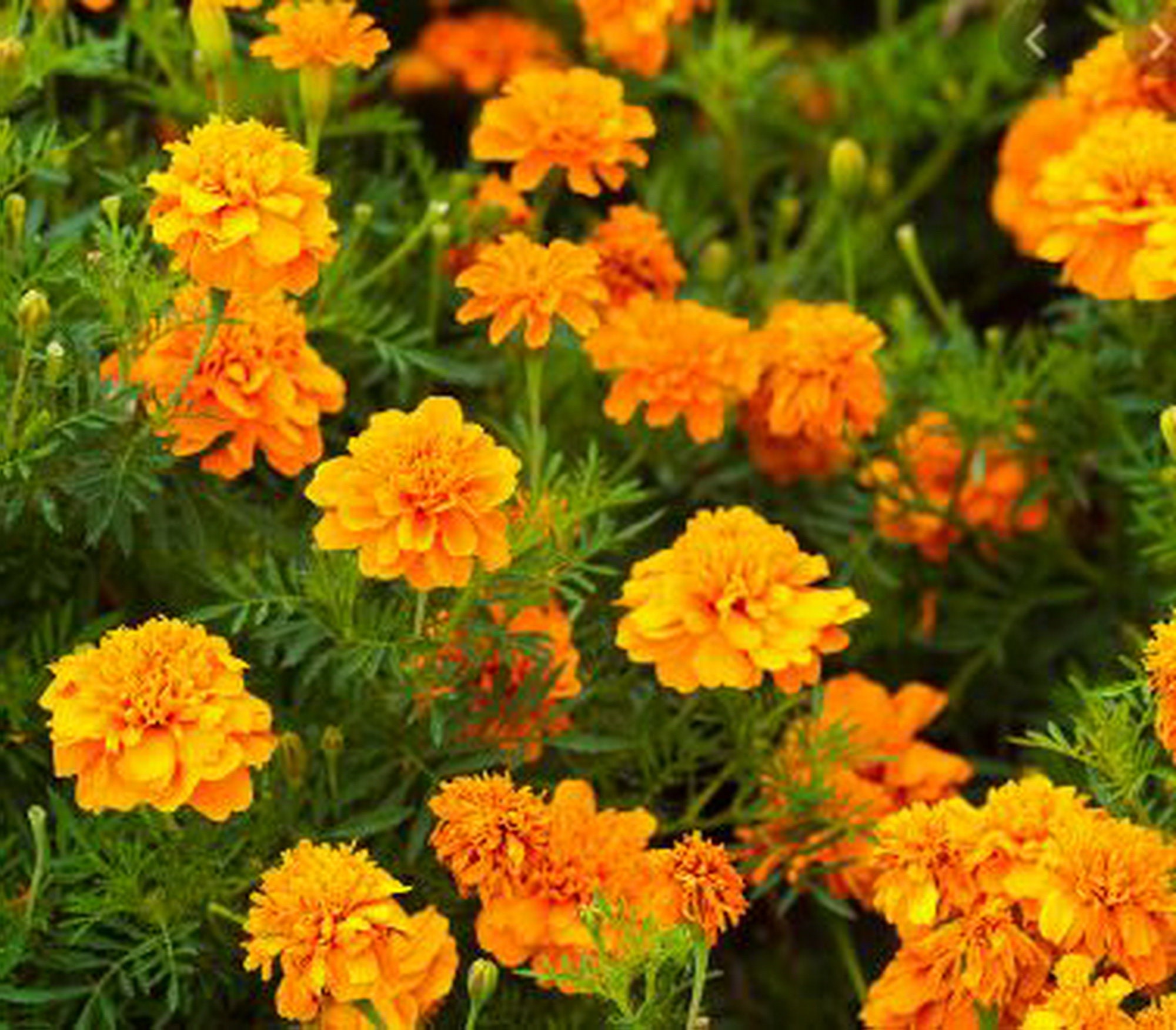 Dried Marigold Flowers Bulk Flowers Certified Organic Fragrant Etsy