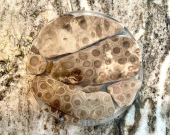 Petoskey Stone Coaster 1