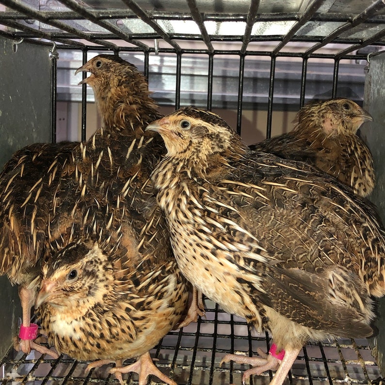 jumbo quail hatching eggs jumbo quail hatching eggs