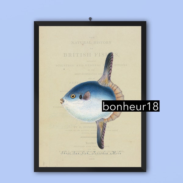 Vintage Fischdruck 1803 british antike Fischplatte,400dpi,hohe Auflösung Short Sun-Fisch,Tetrodon Mola,Marcus Elieser Bloch,Ichthyologie