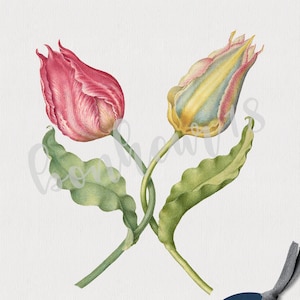 Vintage tulp PNG+JPG Botanische tulpprint | Gesnertulp | 16e eeuw, kaarten, poster, OOAK, geïsoleerd, sublimatie