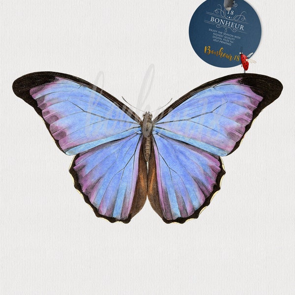 Vintage Menelaus Morpho blauer Schmetterling PNG DOWNLOAD Clipart Vintage png+jpg Bilder für Druck, Wandkunst, botanisch