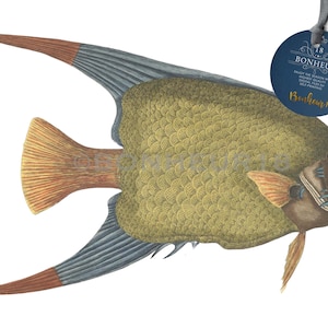 Vintage PNG Fish Illustration Acarauna Digital Download PNG + JPG Images for Wall Art Prints, Collages, Scrapbook, Crafts