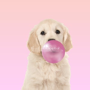Tierportrait,Labrador,Kunstfotografie,weißer Labrador-Welpe,Welpe,Babyparty,Download,Bubble Gum,Kinderfotografie,rosa,Kinderzimmer-Wandkunst,