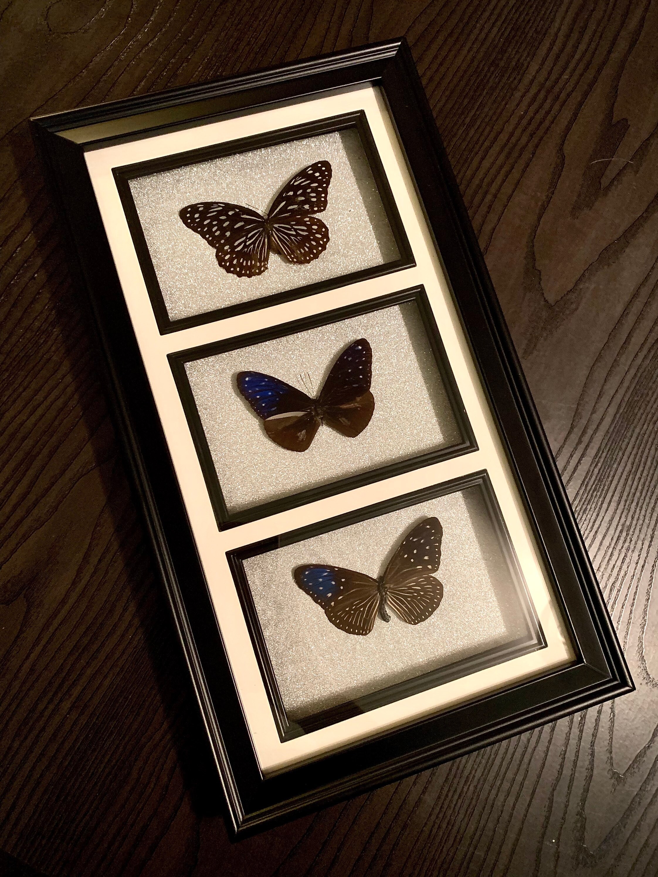 Butterfly Tower Display (Real Butterflies) - Thumbnail 2