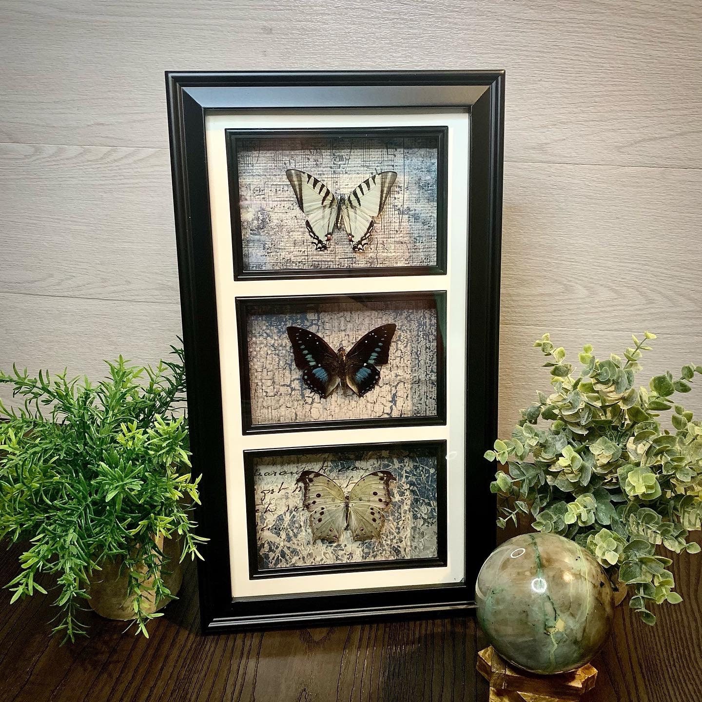 Butterfly Tower Display (Real Butterflies)