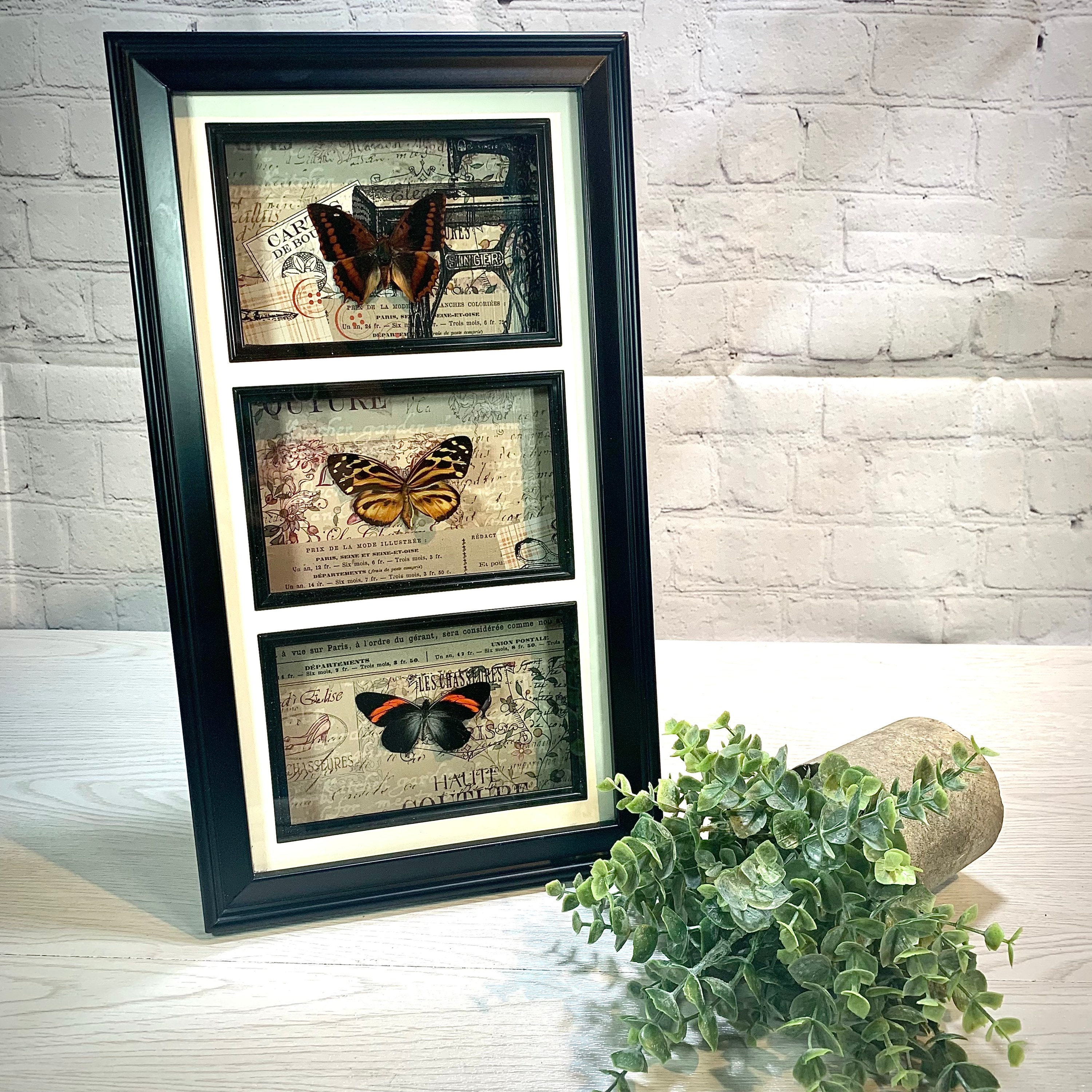 Butterfly Tower Display (Real Butterflies) - Thumbnail 4
