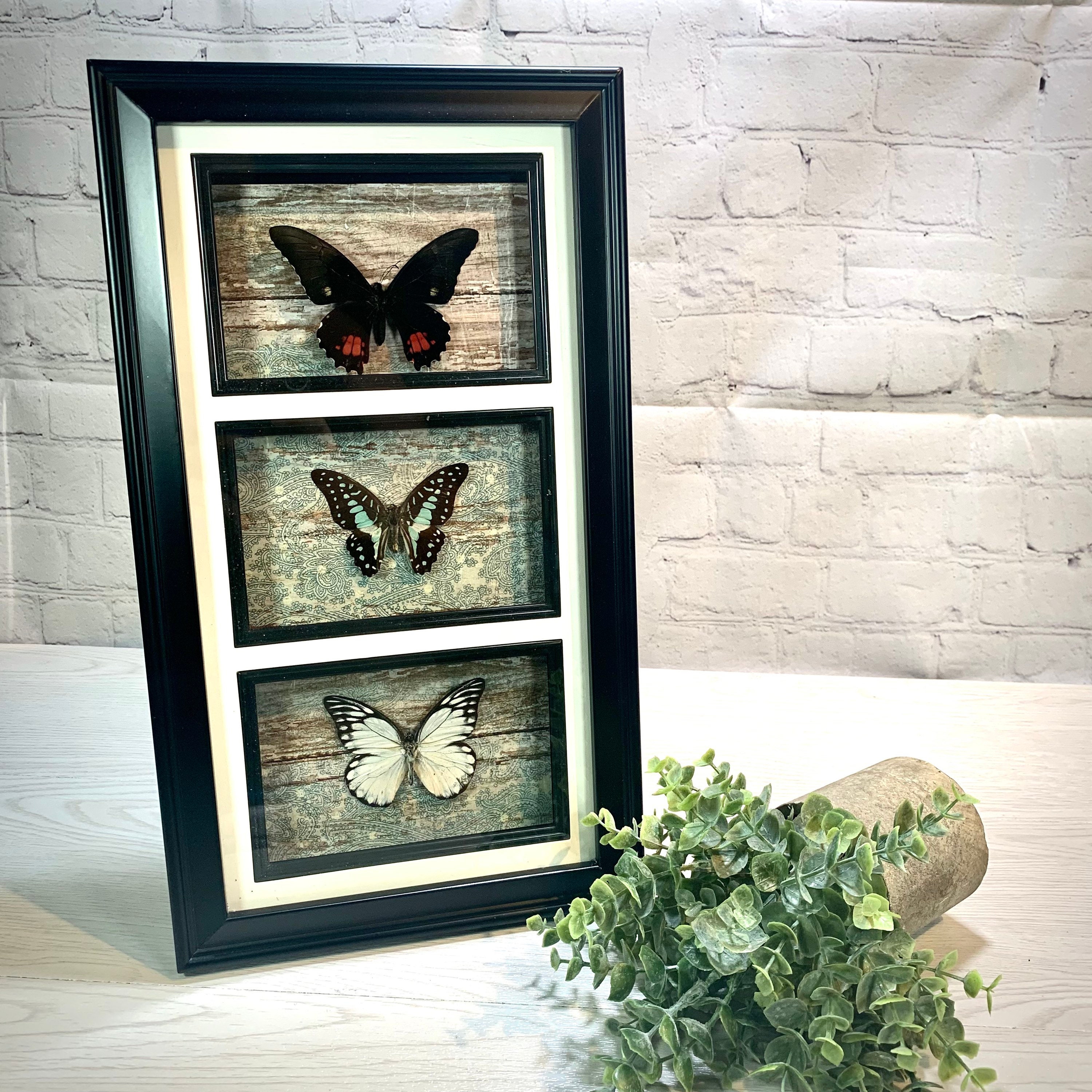 Butterfly Tower Display (Real Butterflies) - Thumbnail 5