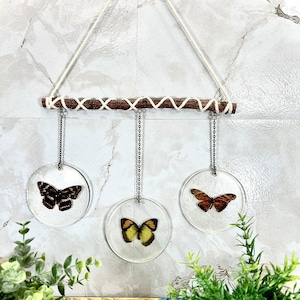 Original Butterfly Wall Hanging (Real Specimens) 16” x 12”