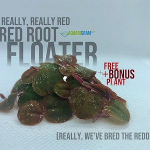 May include: A close-up of a bunch of red root floater plants. The plants are a deep red color and have a glossy finish. The text "THE REALLY, REALLY RED RED ROOT FLOATER" is written in white letters on a gray background. The text "FREE ++BONUS PLANT" is written in white letters on a red background. The text "(REALLY, WE'VE BRED THE REDDEST.)" is written in white letters on a gray background.