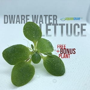12+ Leaf Dwarf Water Lettuce (+FREE BONUS PLANT) Live Floating Plant for Aquarium