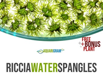 40+ Riccia Water Spangles (+FREE BONUS PLANT) Live Floating Plant for Aquarium