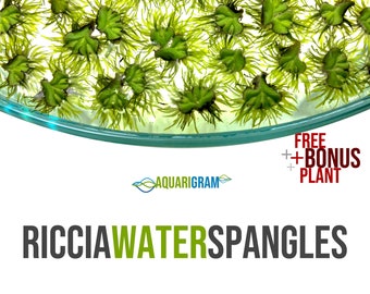 May include: A close-up of a glass dish filled with a vibrant green aquatic plant, Riccia fluitans, also known as Riccia water spangles. The text "FREE + BONUS PLANT" is visible in the lower right corner of the image.