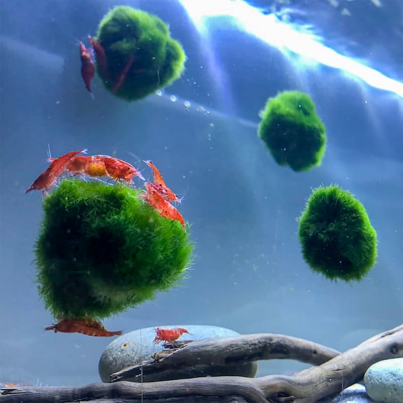 Floating Marimo Moss Ball Live Aquatic Plant for Aquarium Etsy