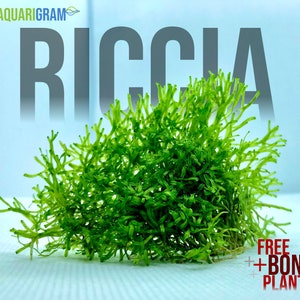 May include: A large clump of bright green Riccia fluitans aquatic moss. The moss is a popular choice for aquariums and terrariums. The text "FREE + BONUS PLANT" is visible in the lower right corner of the image.