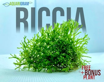 Riccia Fluitans Crystalwort (+Free Bonus Plant) Live Aquatic Plant for Aquarium