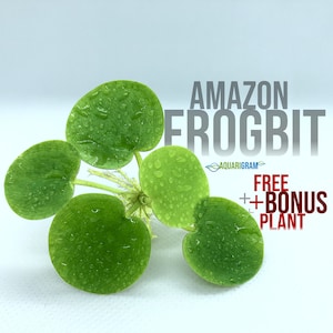May include: A close-up of a cluster of green Amazon frogbit floating in water. The plant has round, green leaves with water droplets on them. The text "AMAZON FROGBIT" is in large, bold letters above the plant. The text "FREE + BONUS PLANT" is in red letters below the plant.