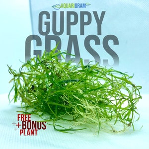 Guppy Grass (+FREE BONUS PLANT) Live Aquatic Plant for Aquarium (Najas Guadalupensis)