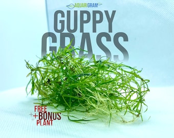 Guppy Grass (+FREE BONUS PLANT) Live Aquatic Plant for Aquarium (Najas Guadalupensis)