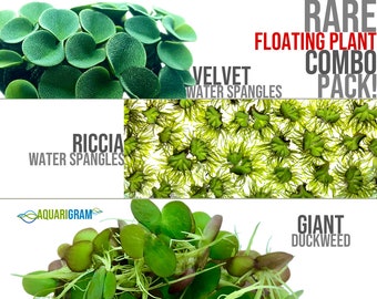 May include: A combo pack of three rare floating aquarium plants: Riccia water spangles, Velvet water spangles, and Giant Duckweed. The plants are green and appear to be in good condition.