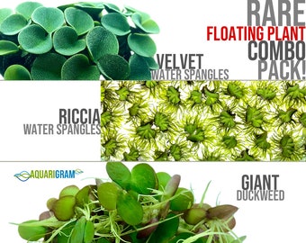 Rare Floating Plant Combo (Velvet & Riccia Water Spangles and Giant Duckweed) for Aquariums