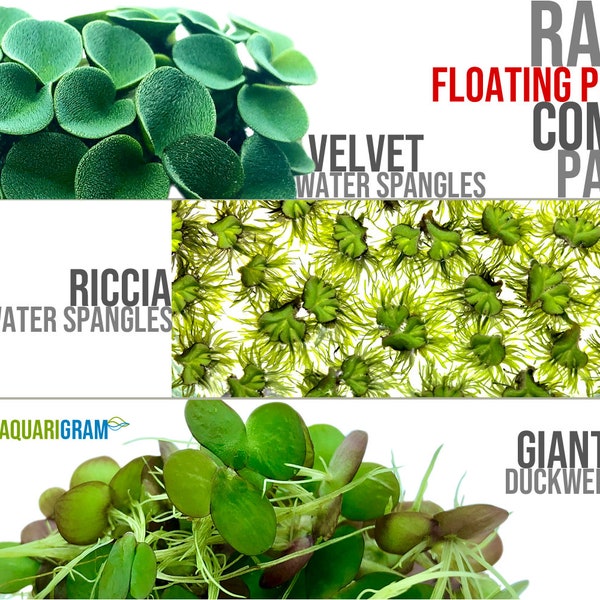 Rare Floating Plant Combo (Velvet & Riccia Water Spangles and Giant Duckweed) for Aquariums