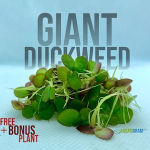 60+ Giant Duckweed (+FREE BONUS PLANT) Aquarium Floating Plant (Tiny Frogbit)