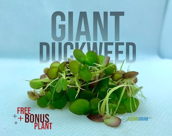 May include: A close-up of a bunch of green giant duckweed with red stems. The text "GIANT DUCKWEED" is above the plant. The text "FREE + BONUS PLANT" is below the plant.