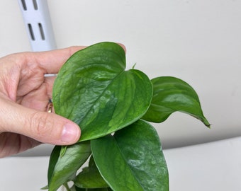 Exact plant| Rooted Reverse Manjula pothos