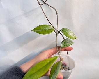 Exact plant| Fully rooted in PON Hoya carnosa ‘Wilbur Graves’ B with peduncle/ in PON