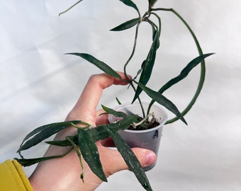 Exact plant| Hoya mirabilis somedeeae splash small leaves Rooted