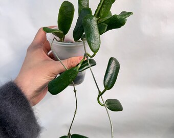 Hoya Rotundiflora, Square-Shaped Leaves, Rare Hoya Plant