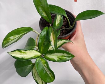 Exact plant| Hoya Carnosa Krimson Princess - ROOTED in 4” pot  Variegated HOYA