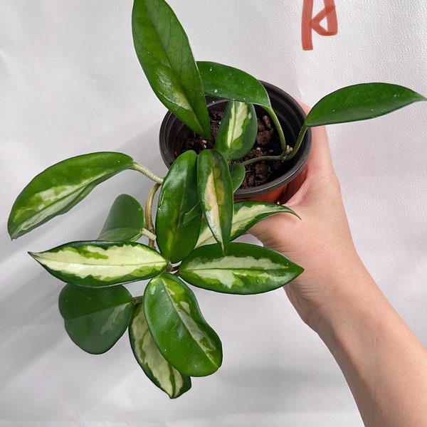 Exact plant| Hoya Carnosa Krimson Princess - ROOTED in 4” pot  Variegated HOYA