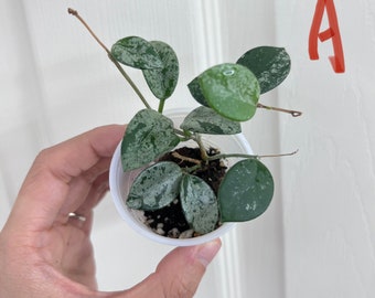 Unrooted Cutting: Hoya Mathilde Super Splash Leaves with 1 node fresh cutting